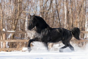 winter, Snow, Horse