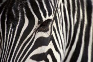 close up, Animals, Zebras
