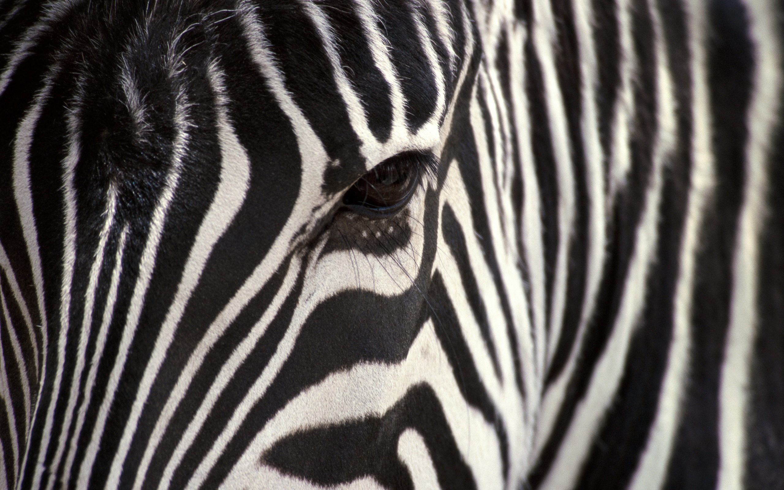 close up, Animals, Zebras Wallpaper