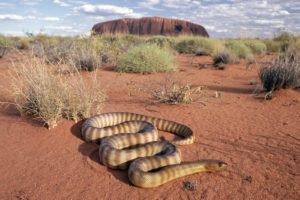 animals, Snakes, Australia, Reptiles