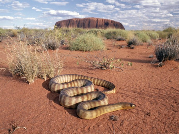 animals, Snakes, Australia, Reptiles HD Wallpaper Desktop Background