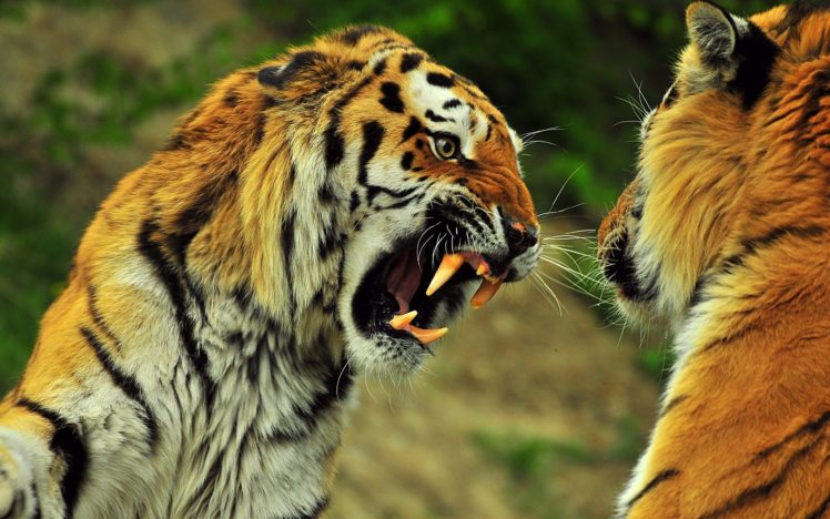 tigers, In, The, Wild HD Wallpaper Desktop Background