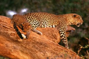 animals, Wildlife, Leopards