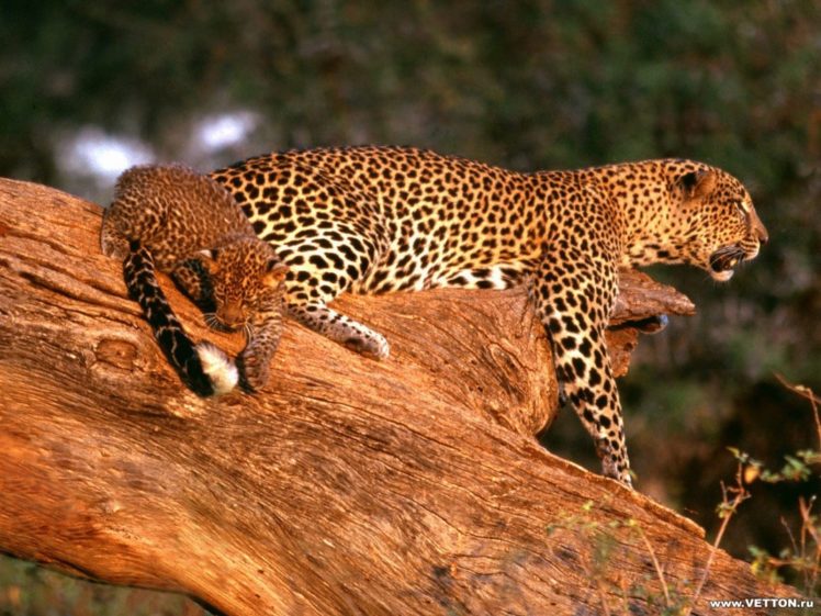 animals, Wildlife, Leopards HD Wallpaper Desktop Background