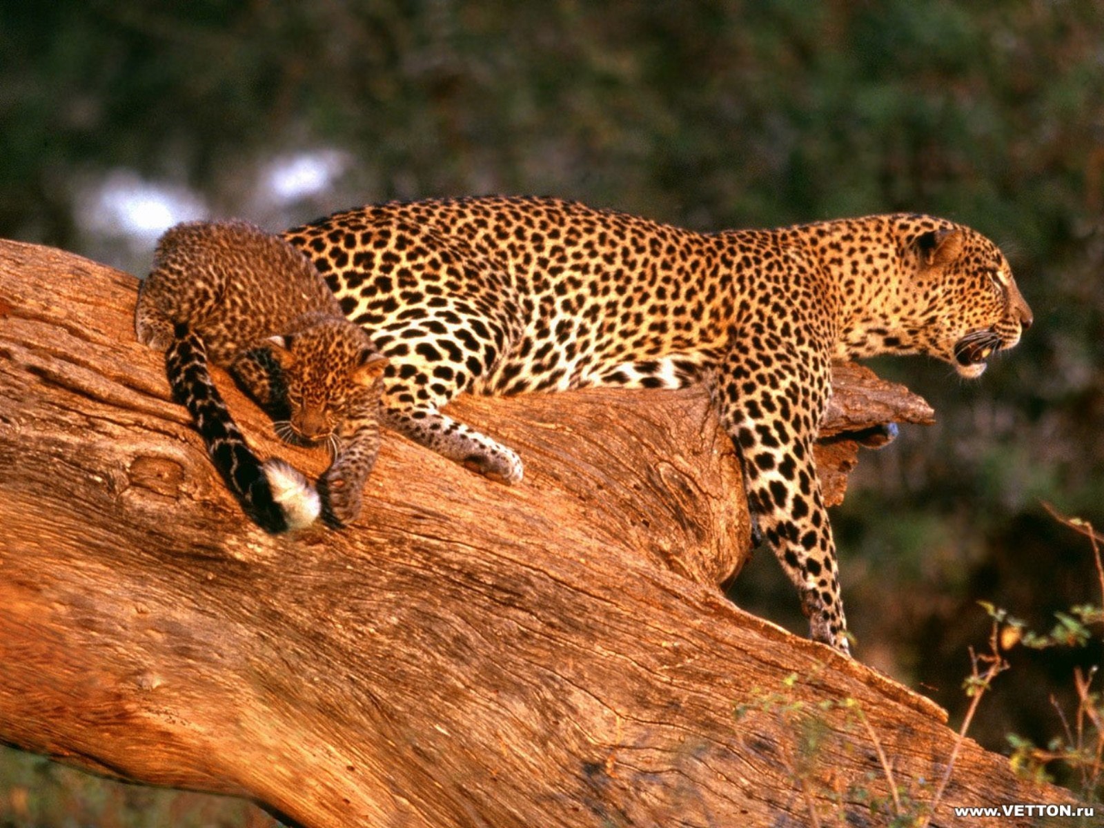 animals, Wildlife, Leopards Wallpaper