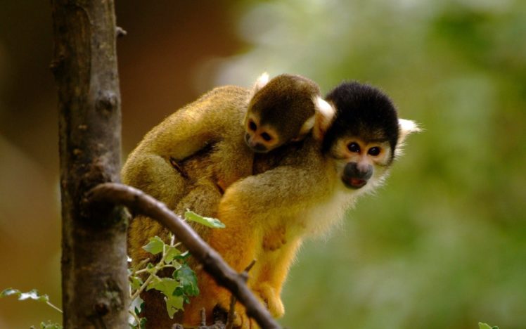 trees, Monkeys HD Wallpaper Desktop Background