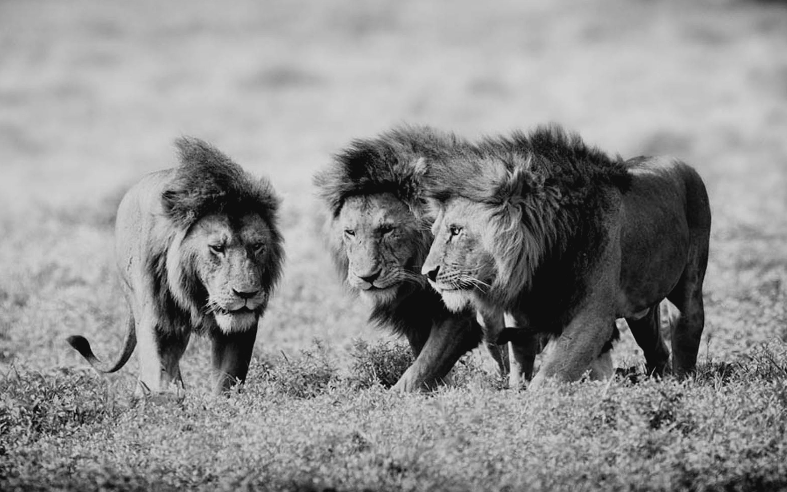 nature, Animals, Grayscale, Lions, Wild Wallpaper