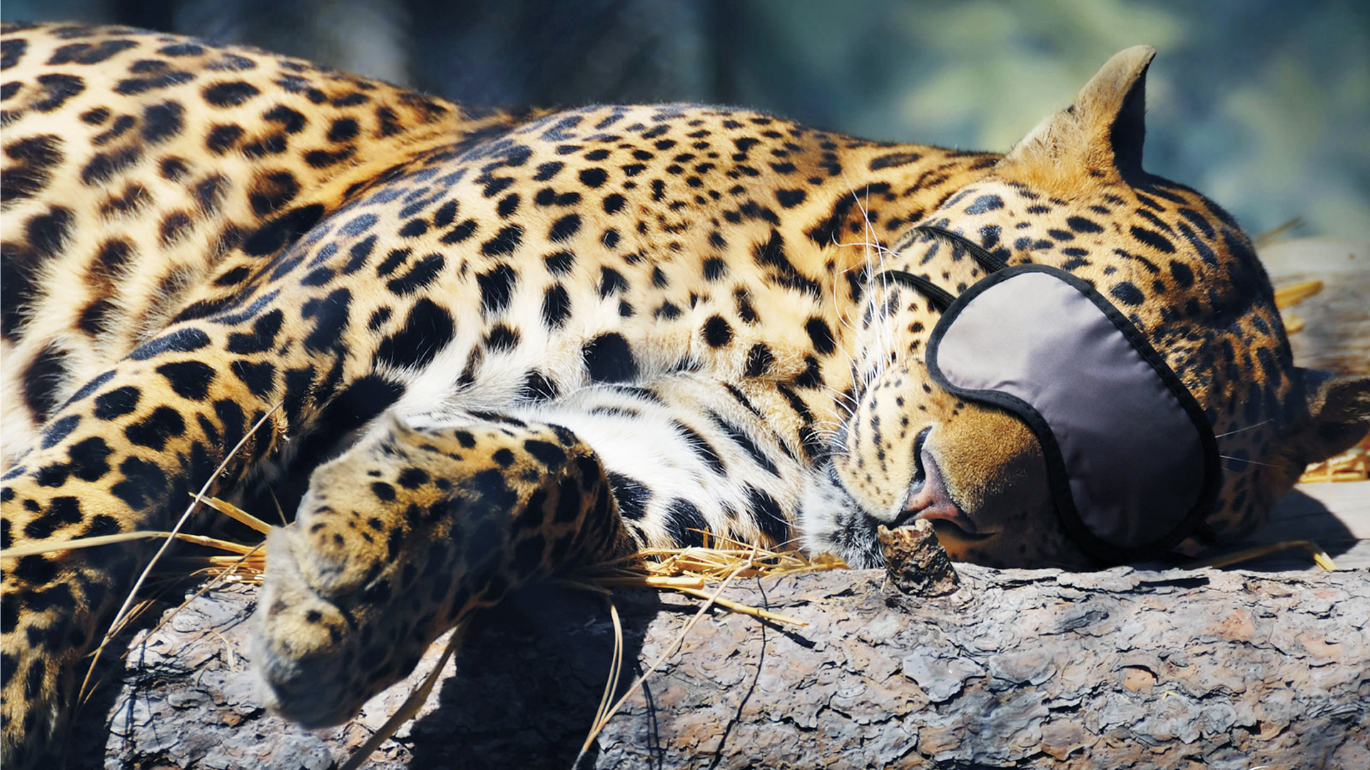 animals, Sleeping, Leopards Wallpaper