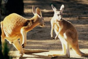 animals, Australia, Kangaroos