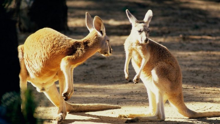 animals, Australia, Kangaroos HD Wallpaper Desktop Background