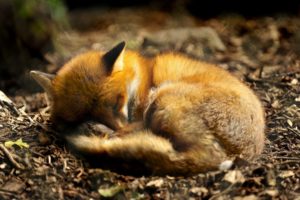 nature, Red, Animals, Sleeping, Foxes