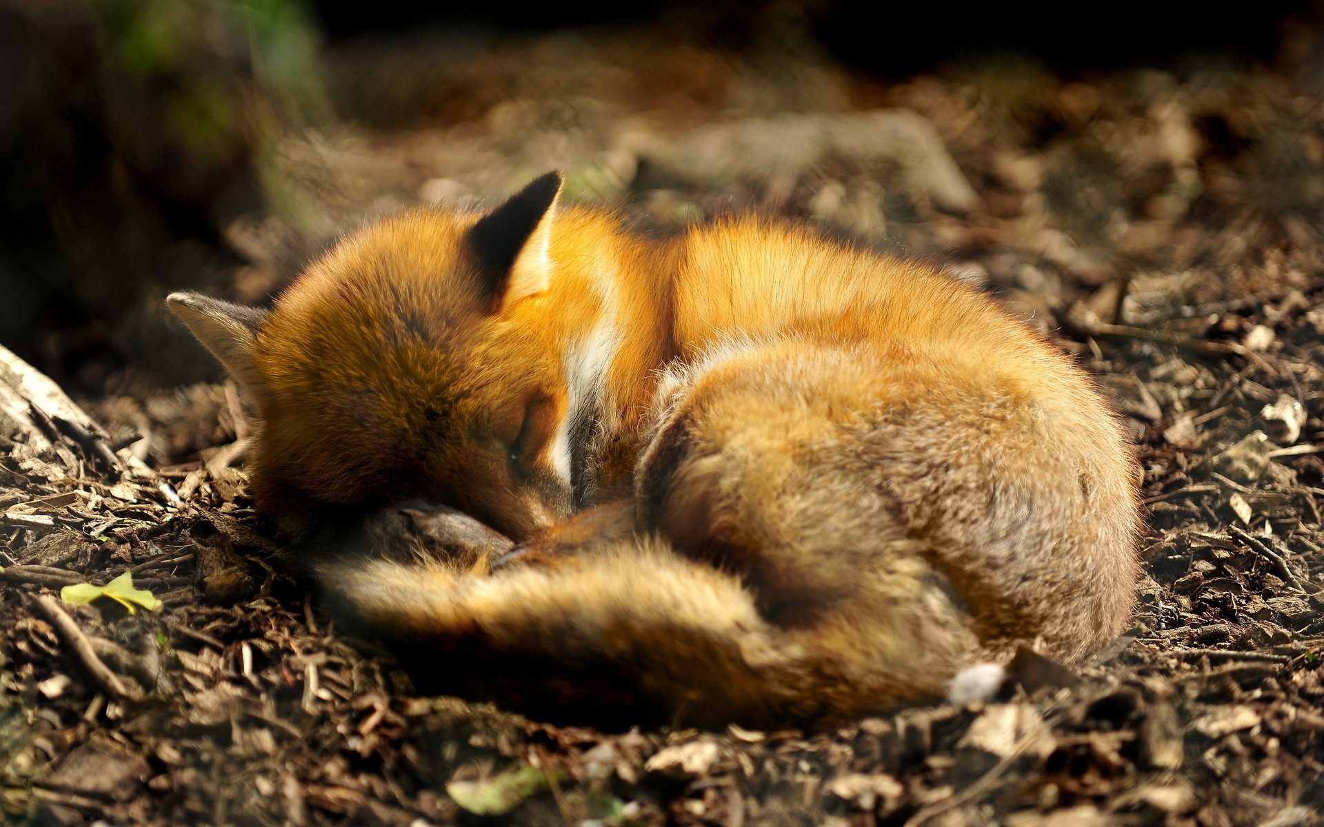 nature, Red, Animals, Sleeping, Foxes Wallpaper