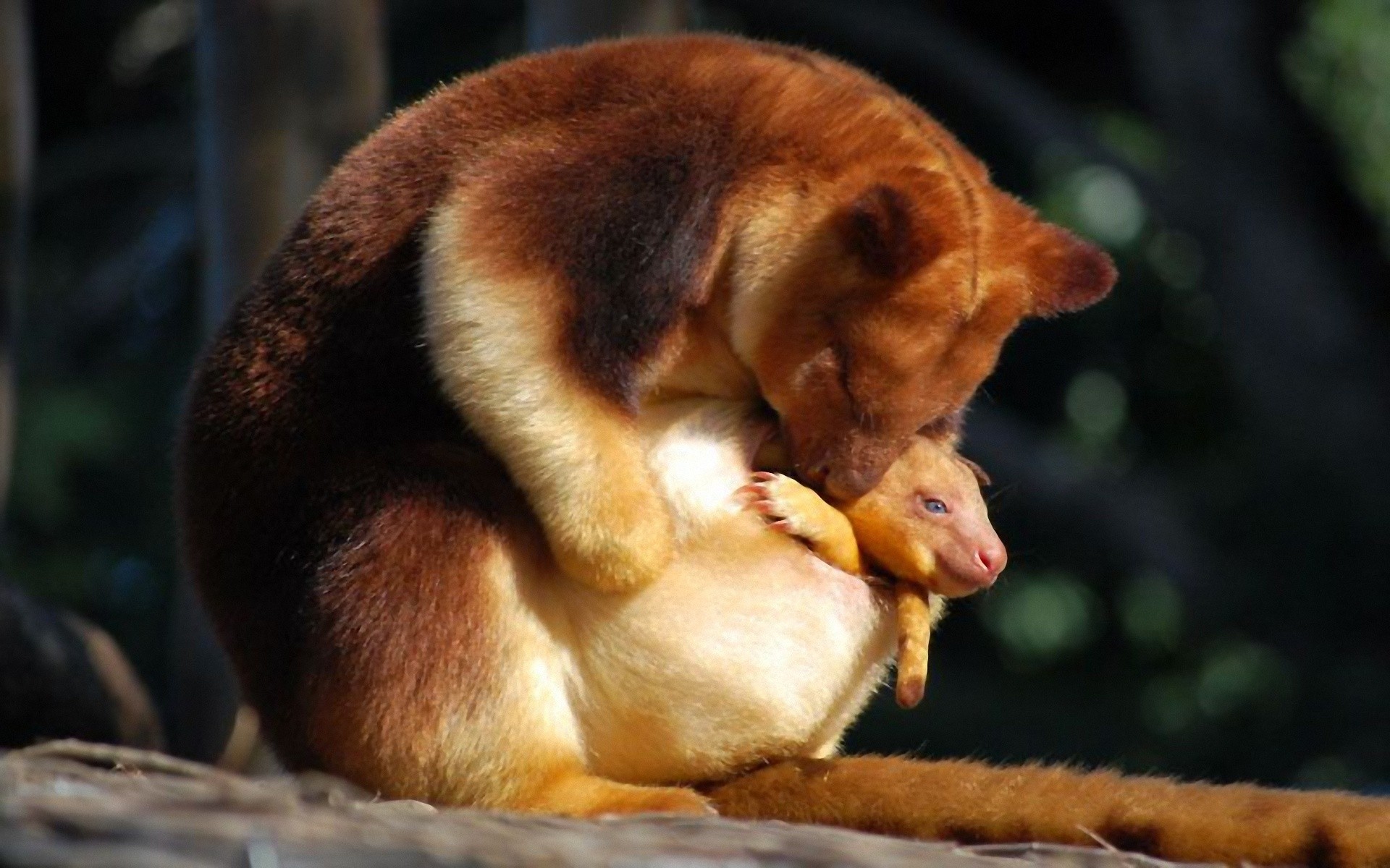animals Wallpaper