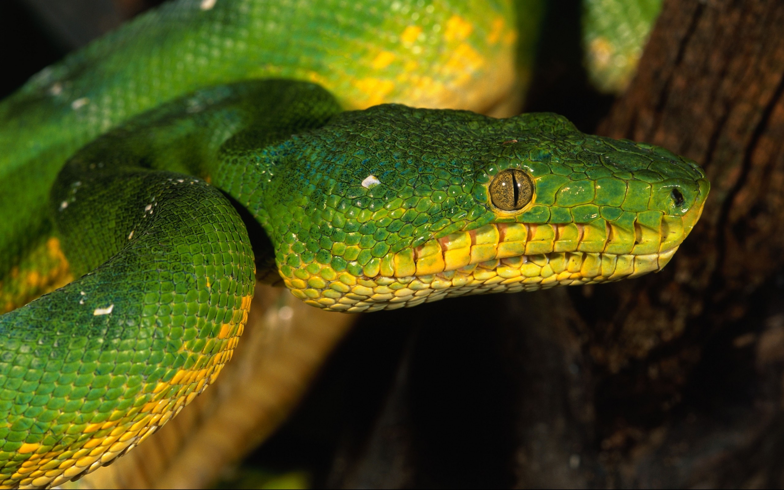 close up, Snakes, Reptiles Wallpaper