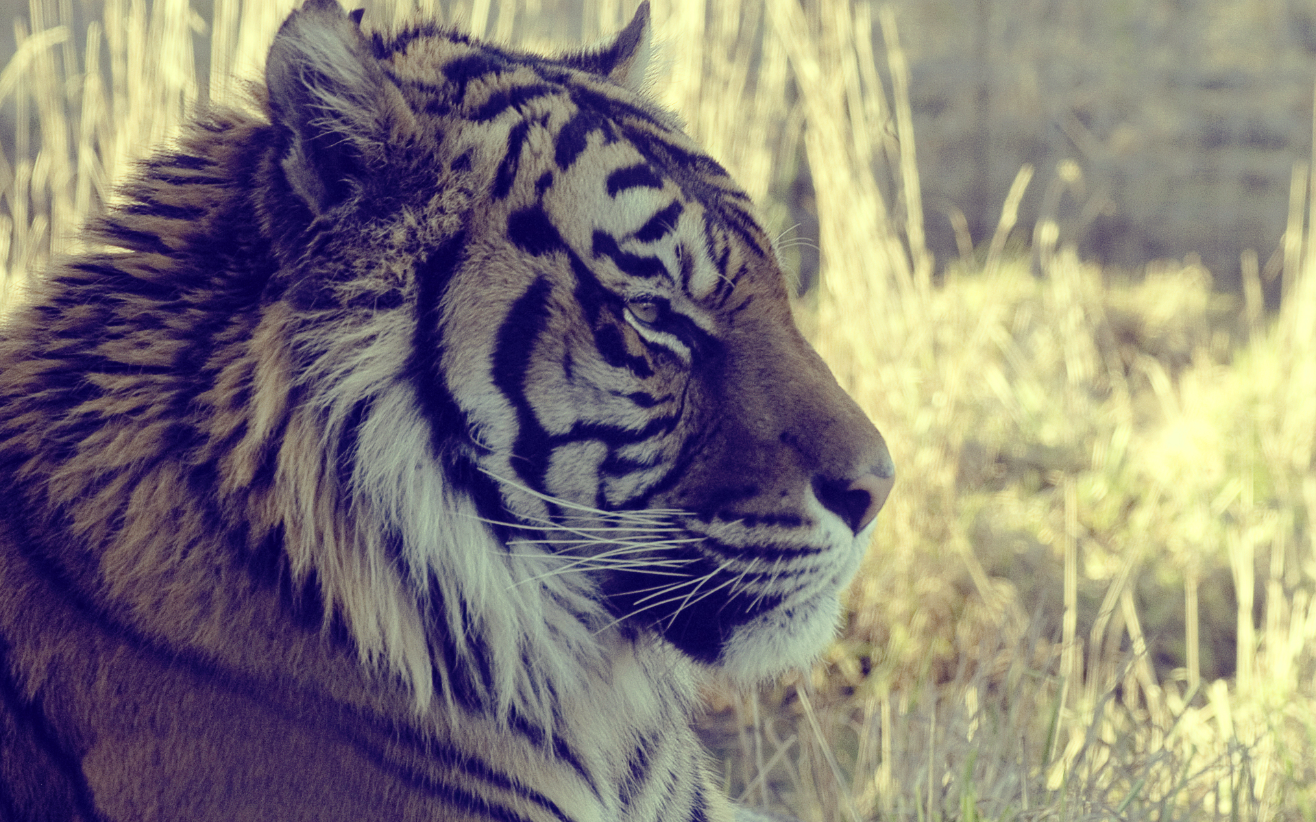 animals, Tigers, Feline Wallpaper