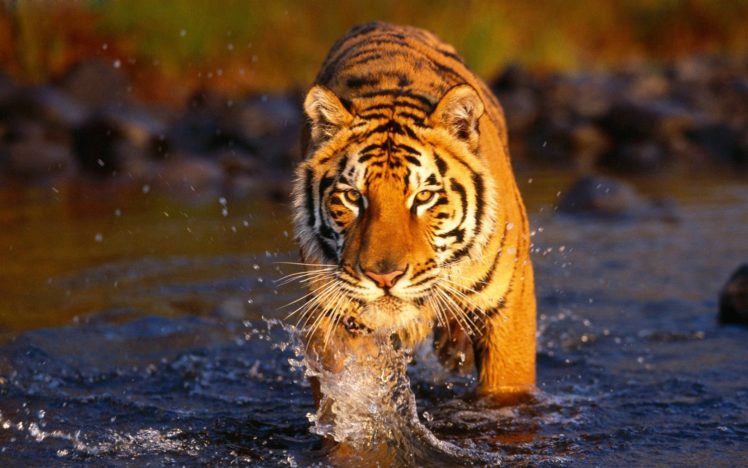 nature, Animals, Tigers, Wildlife HD Wallpaper Desktop Background