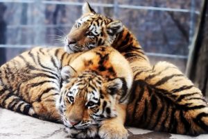 animals, Tigers, Feline, Duplicate