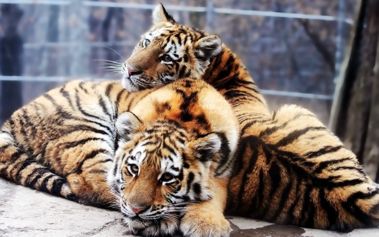 animals, Tigers, Feline, Duplicate HD Wallpaper Desktop Background
