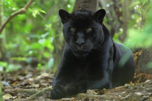 panthers, Belize
