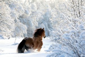 nature, Winter, Snow, Horses