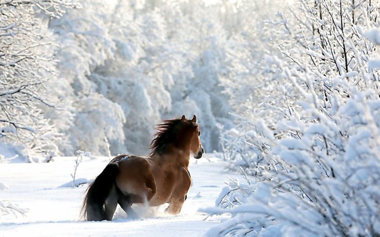 nature, Winter, Snow, Horses HD Wallpaper Desktop Background