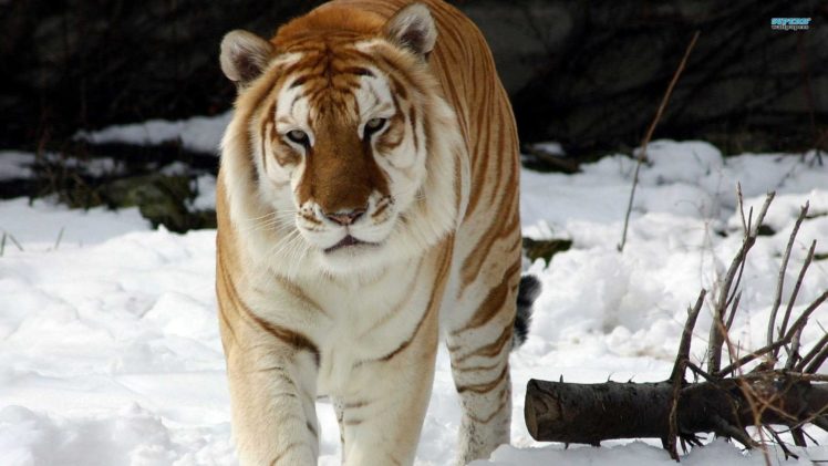 animals, Tigers, Golden, Mammals HD Wallpaper Desktop Background