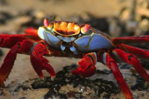 nature, Animal, National, Geographic, Crab, Green, Hd, Wallpapers