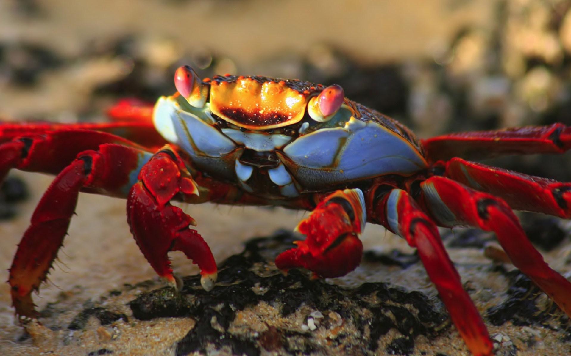 nature, Animal, National, Geographic, Crab, Green, Hd, Wallpapers Wallpaper