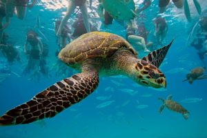 animals, Turtles, Underwater, Oceans, Seas, People