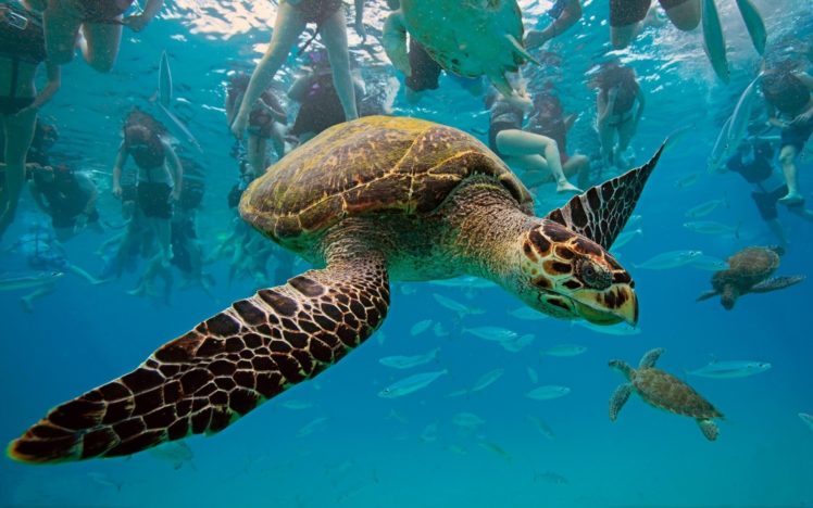 animals, Turtles, Underwater, Oceans, Seas, People HD Wallpaper Desktop Background