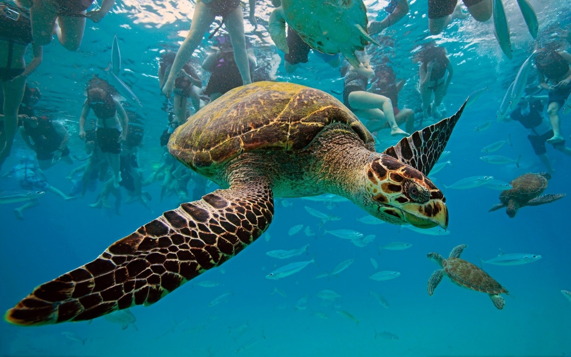 animals, Turtles, Underwater, Oceans, Seas, People Wallpaper
