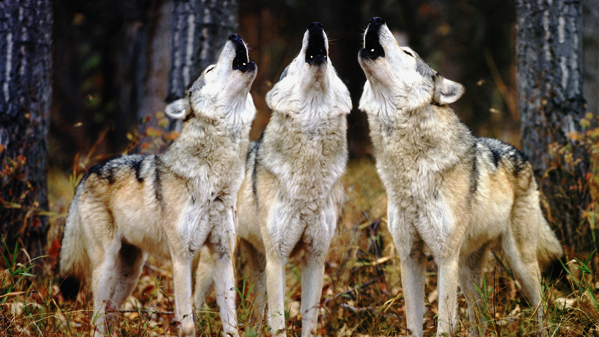 animals, Wolves, Canines, Forests, Trees, Nature Wallpaper