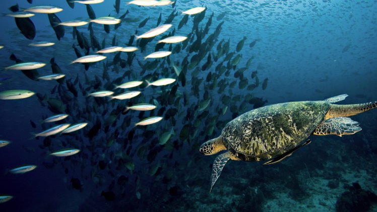 animals, Reptiles, Turtles, Underwater, Fishes HD Wallpaper Desktop Background