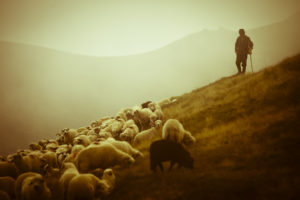 animals, Sheep, Landscapes, Nature, People, Men, Other men, Scenic