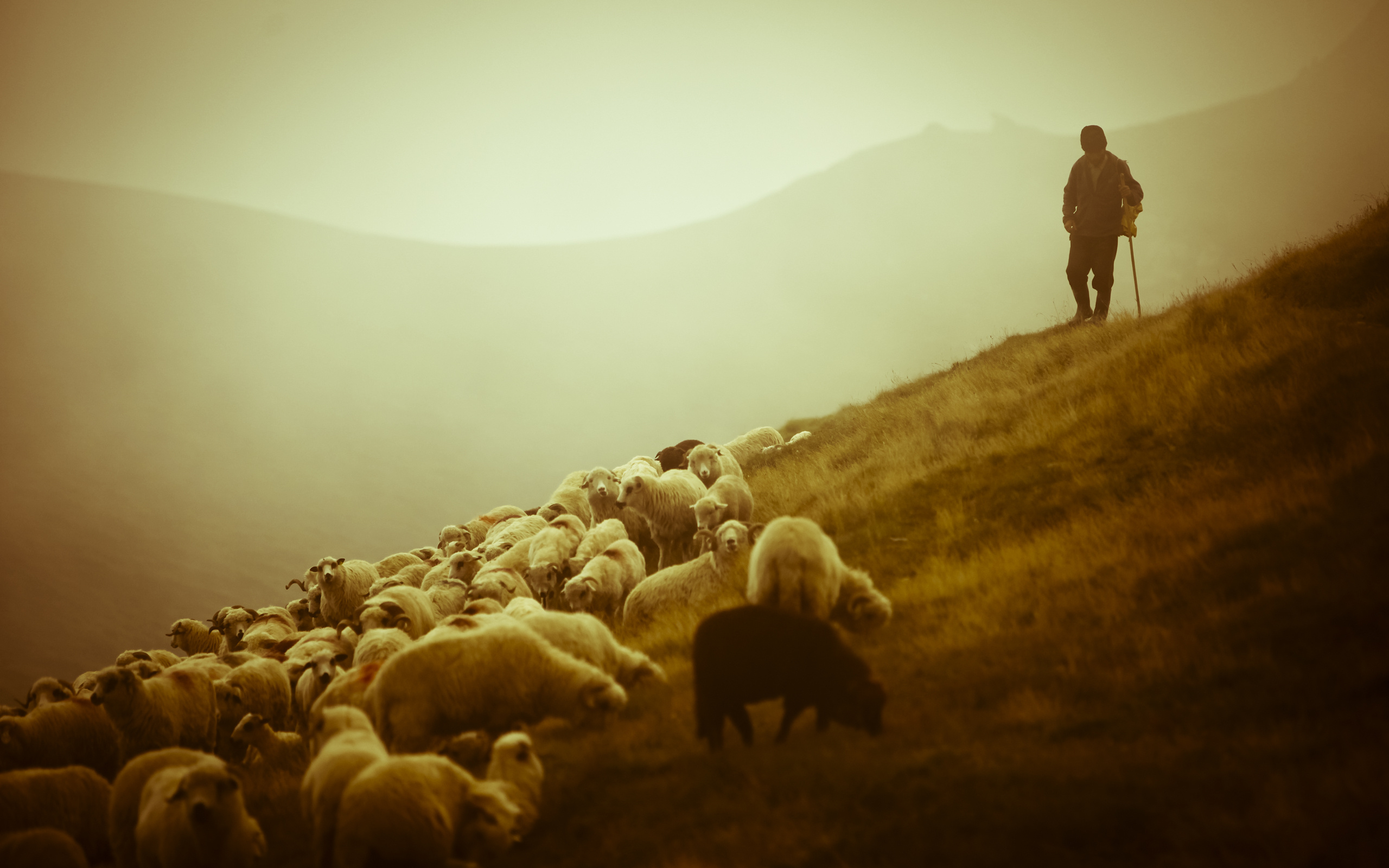 animals, Sheep, Landscapes, Nature, Men, Other men, Scenic Wallpapers HD / and Backgrounds