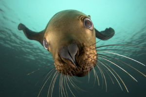 animals, Seals, Underwater, Sealife