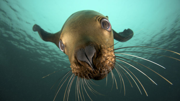 animals, Seals, Underwater, Sealife HD Wallpaper Desktop Background