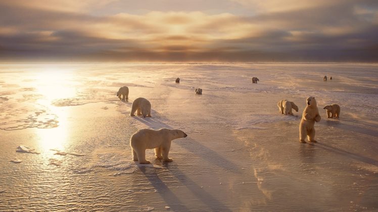 animals, Bears, Polar bears, Arctic, Winter, Seasons, Ice, Sunlight HD Wallpaper Desktop Background