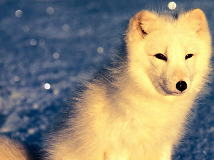 animals, Arctic, Fox HD Wallpaper Desktop Background
