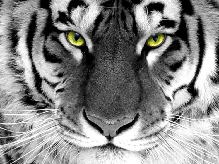 animals, Tigers, Selective, Coloring HD Wallpaper Desktop Background