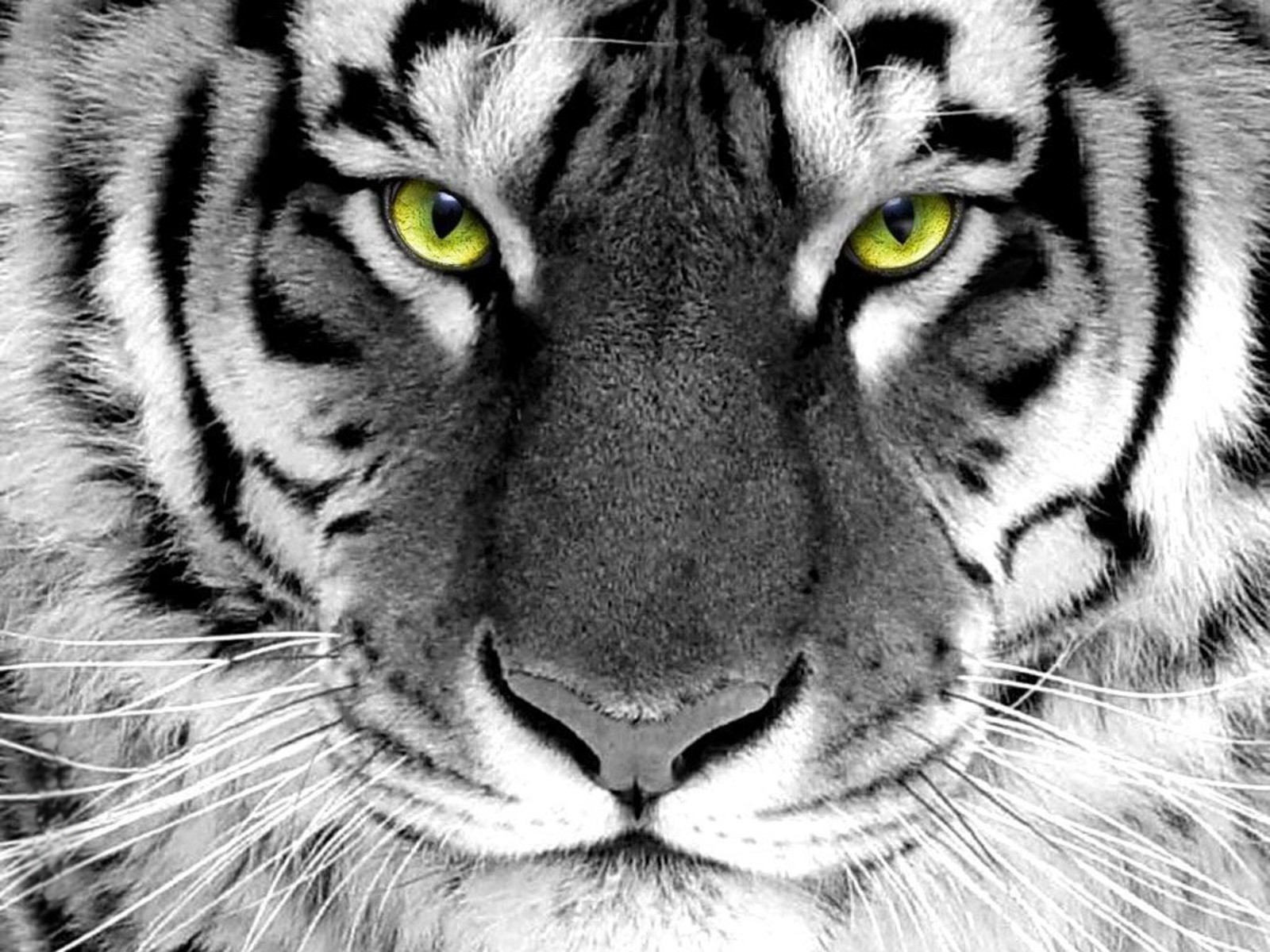 animals, Tigers, Selective, Coloring Wallpaper