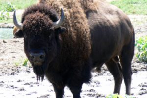 nature, Animals, Bison