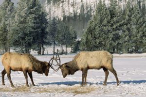 wyoming, Yellowstone, Elk, National, Park
