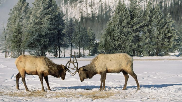 wyoming, Yellowstone, Elk, National, Park HD Wallpaper Desktop Background