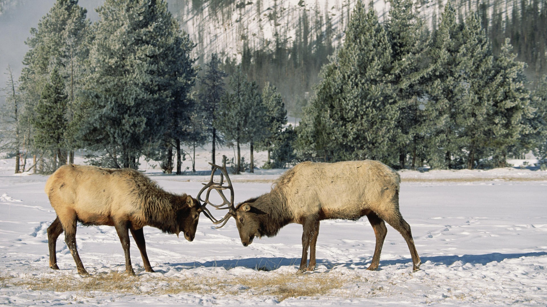 wyoming, Yellowstone, Elk, National, Park Wallpaper
