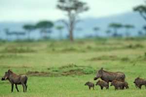 nature, Trees, Family, Wildlife, Warthog, Mara, Pigs, Kenya