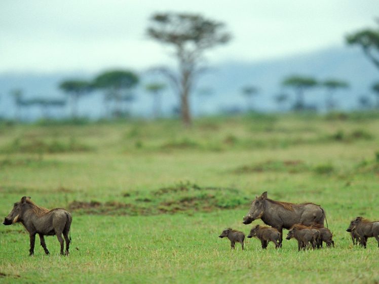 nature, Trees, Family, Wildlife, Warthog, Mara, Pigs, Kenya HD Wallpaper Desktop Background