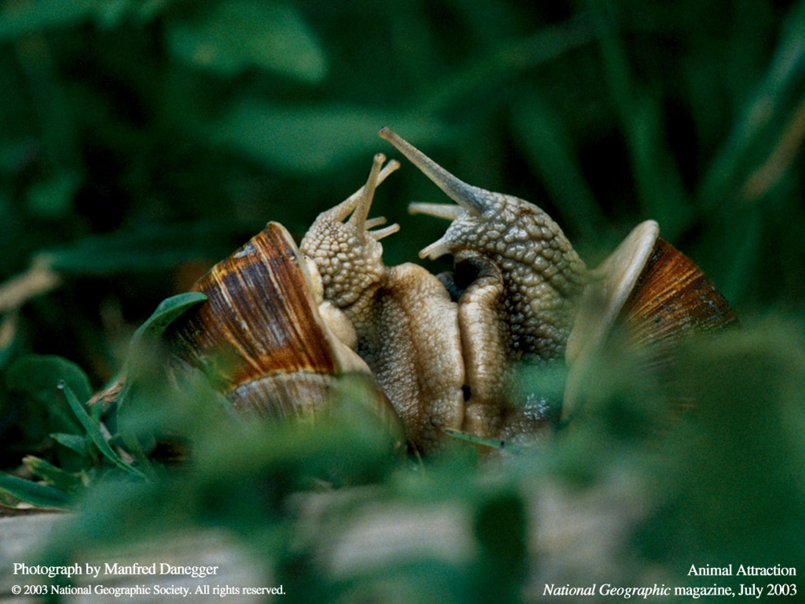 national, Geographic, Snails Wallpaper