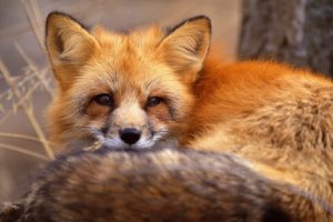 animals, Foxes