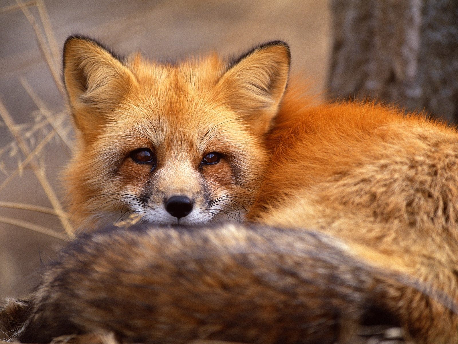 animals, Foxes Wallpaper